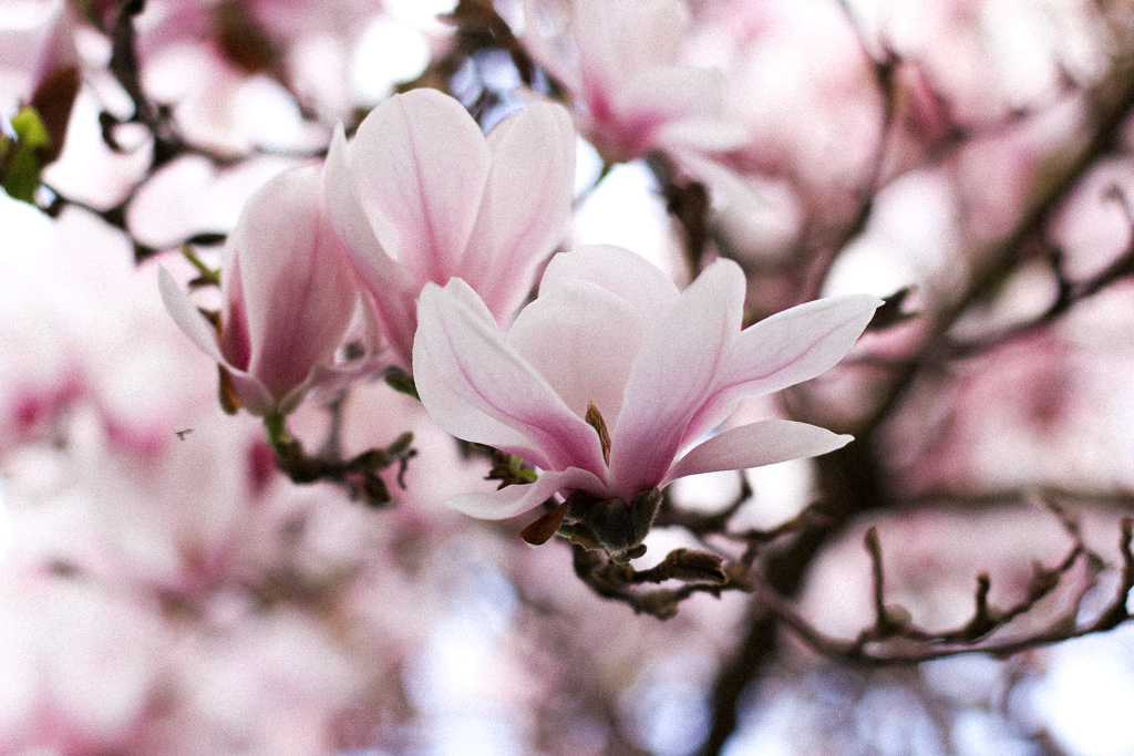 echoofmagic-magnolia-creative-writing-blog-stuttgart-poesie-8